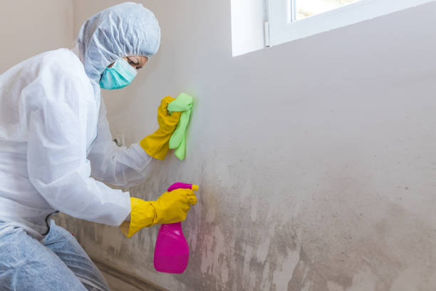 Best Commercial Mold Inspection  in Juarez, TX